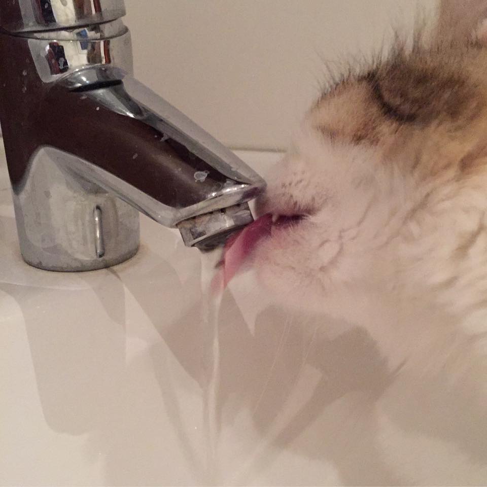 sibirisk katt Colbie